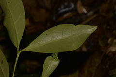 Cyclophyllum