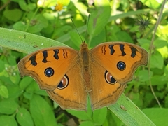 Junonia almana almana