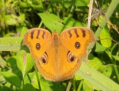 Junonia almana almana