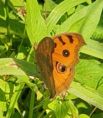 Junonia almana almana
