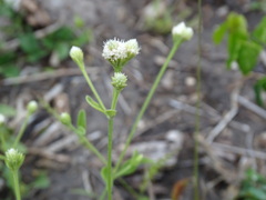 Alternanthera flavescens