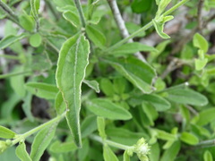 Alternanthera flavescens