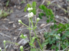 Alternanthera flavescens