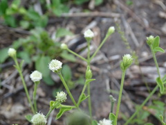 Alternanthera flavescens