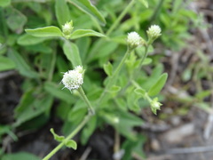 Alternanthera flavescens