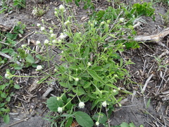 Alternanthera flavescens