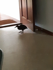 Gallirallus sylvestris