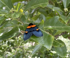 Egybolis vaillantina