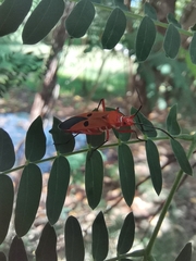 Dysdercus cingulatus