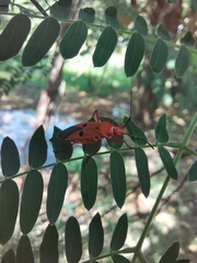 Dysdercus cingulatus