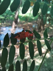 Dysdercus cingulatus