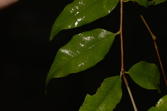 Syzygium francisii