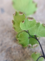 Adiantum capillus-veneris