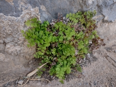 Adiantum capillus-veneris