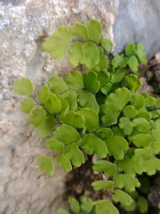 Adiantum capillus-veneris