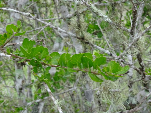 Image of Randia obcordata by (c) Alexis López Hernández, some rights reserved (CC BY)