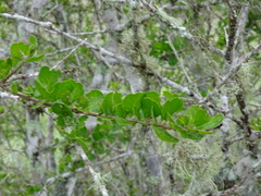 Randia obcordata