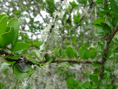 Randia obcordata