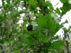 Randia obcordata