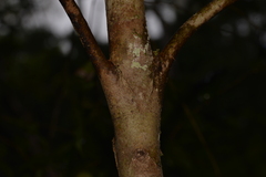 Syzygium francisii