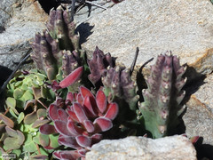 Stapelia