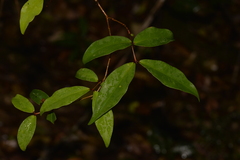 Syzygium francisii