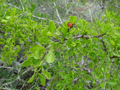 Condalia hookeri