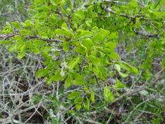 Condalia hookeri