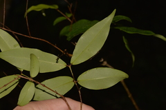Syzygium francisii