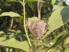 Mahathala ameria
