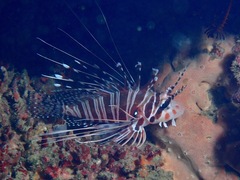 Pterois antennata