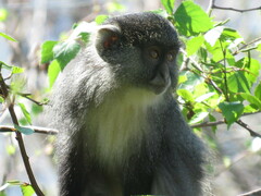 Cercopithecus mitis