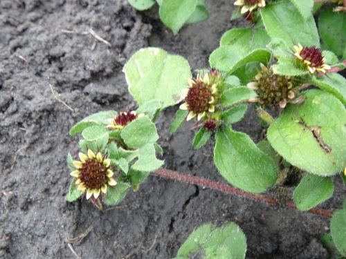 Image of Sanvitalia ocymoides by (c) Alexis López Hernández, some rights reserved (CC BY)