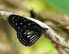 Ideopsis juventa