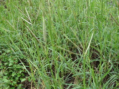Dichanthium annulatum