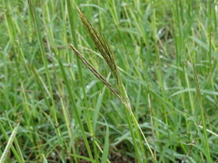 Dichanthium annulatum