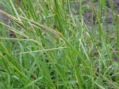 Dichanthium annulatum