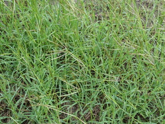 Dichanthium annulatum