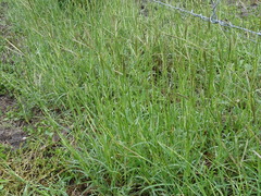 Dichanthium annulatum