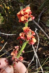 Dillwynia sericea