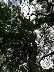 Burseraceae
