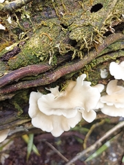 Favolus brasiliensis