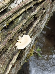 Favolus brasiliensis