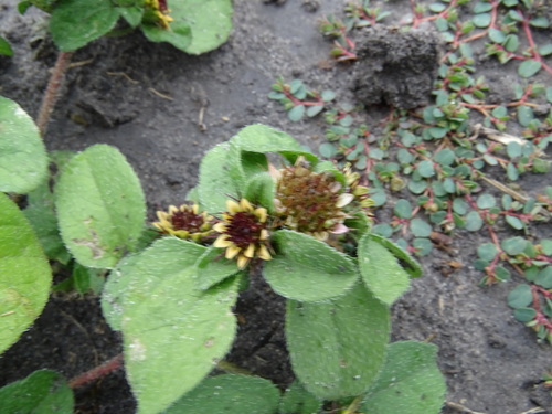 Image of Sanvitalia ocymoides by (c) Alexis López Hernández, some rights reserved (CC BY)