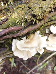 Favolus brasiliensis