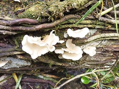 Favolus brasiliensis