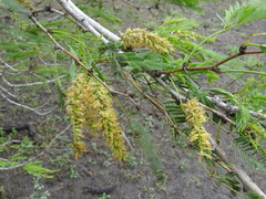 Prosopis glandulosa