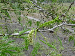 Prosopis glandulosa