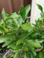 Citrus × microcarpa