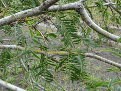 Prosopis glandulosa
